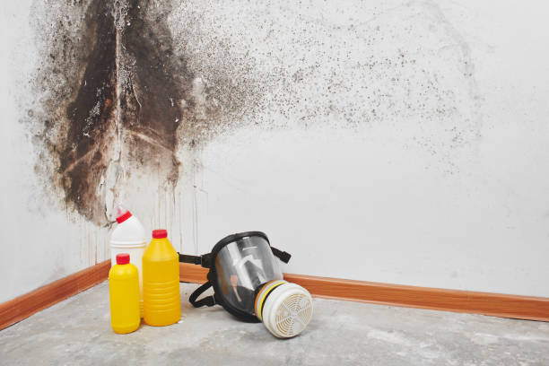 Mold Removal Process in Teague, TX