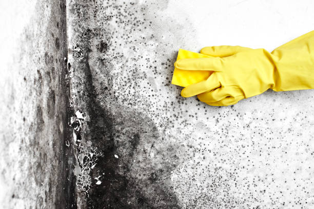 Mold Testing and Removal in Teague, TX