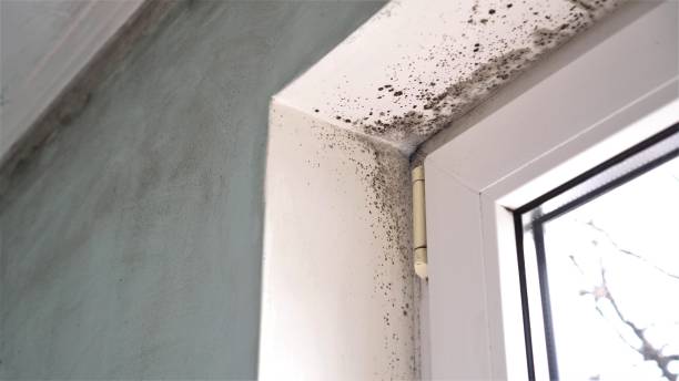 Best Mold Remediation Experts  in Teague, TX