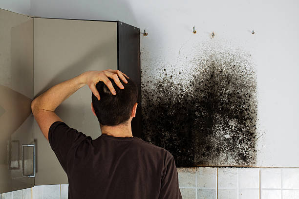 Best Affordable Mold Removal  in Teague, TX