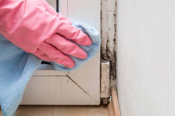 Best Mold Removal Near Me  in Teague, TX